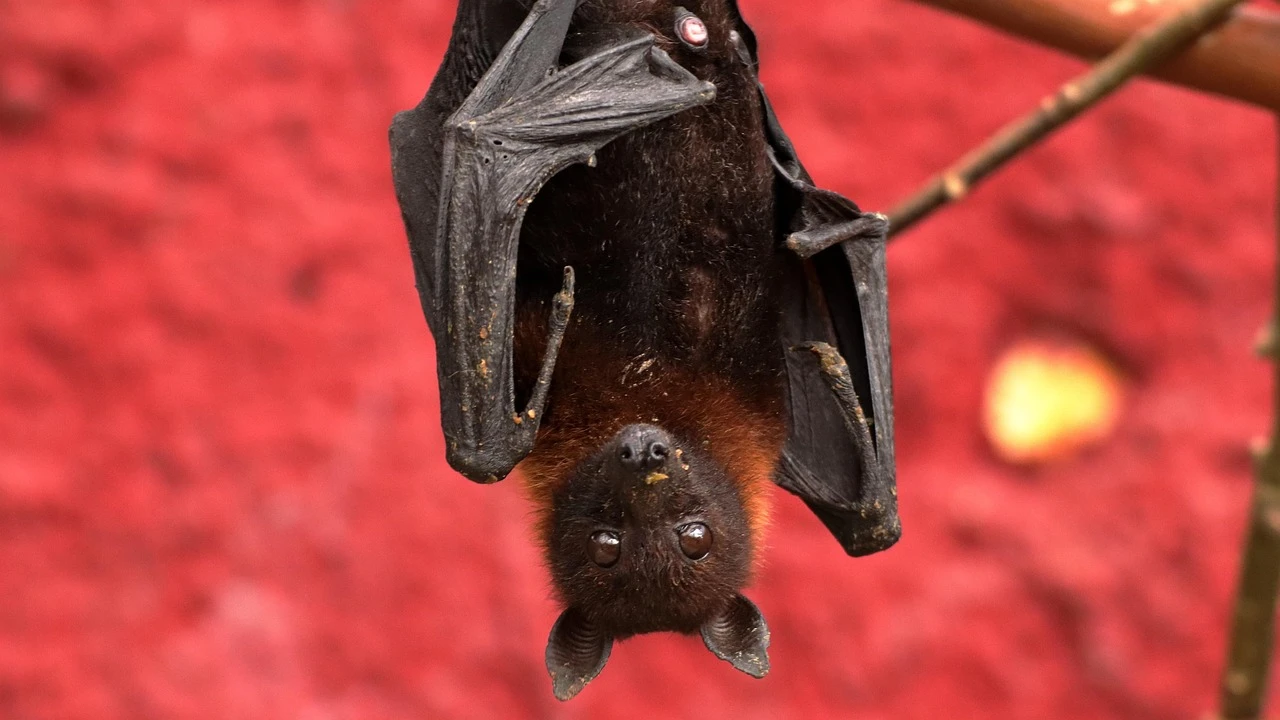 Bat Facts