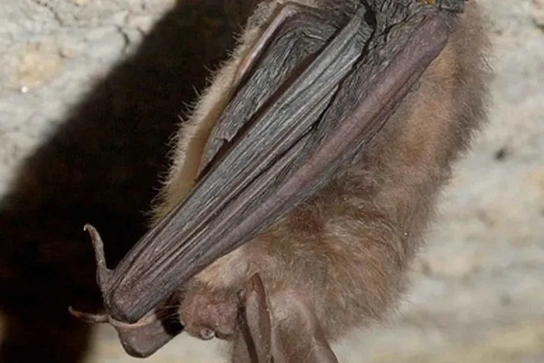Do bats have rabies? Image of rabies test