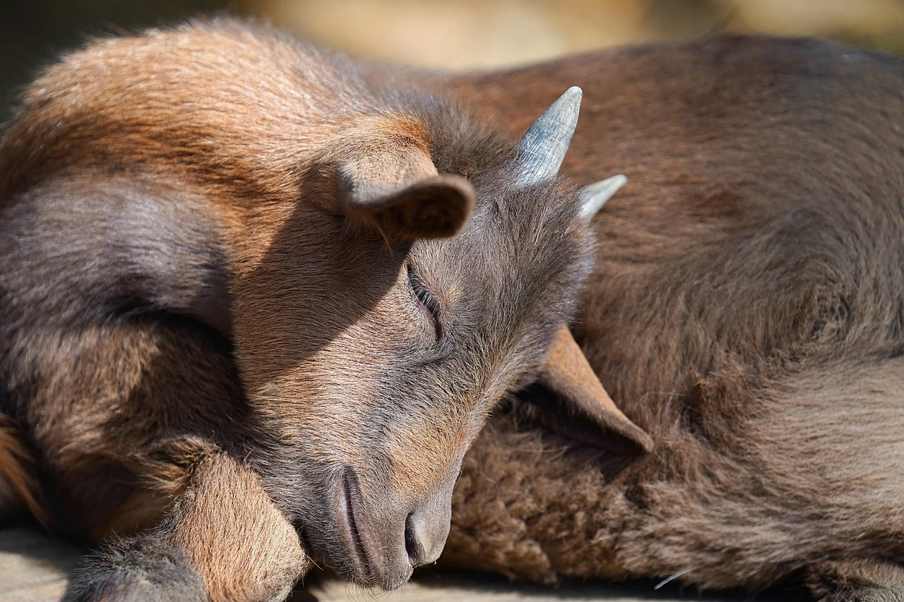 when and where do bats sleep