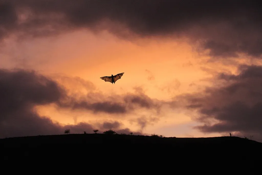 Myths About bats and light