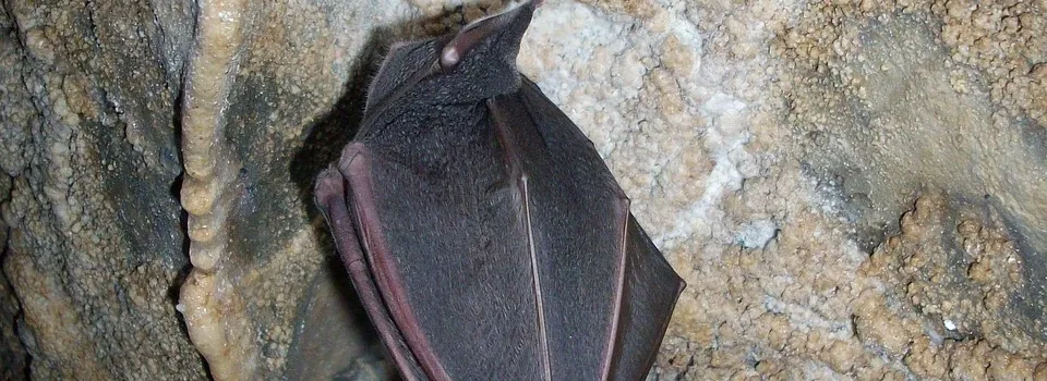 Steps to resolve a bat problem