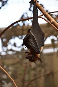 Myth about bats that are blind