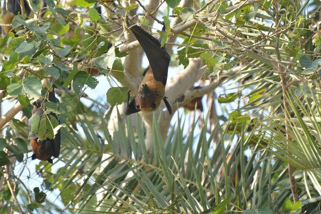 Bat Exclusion Methods—How to get rid of bats blog image