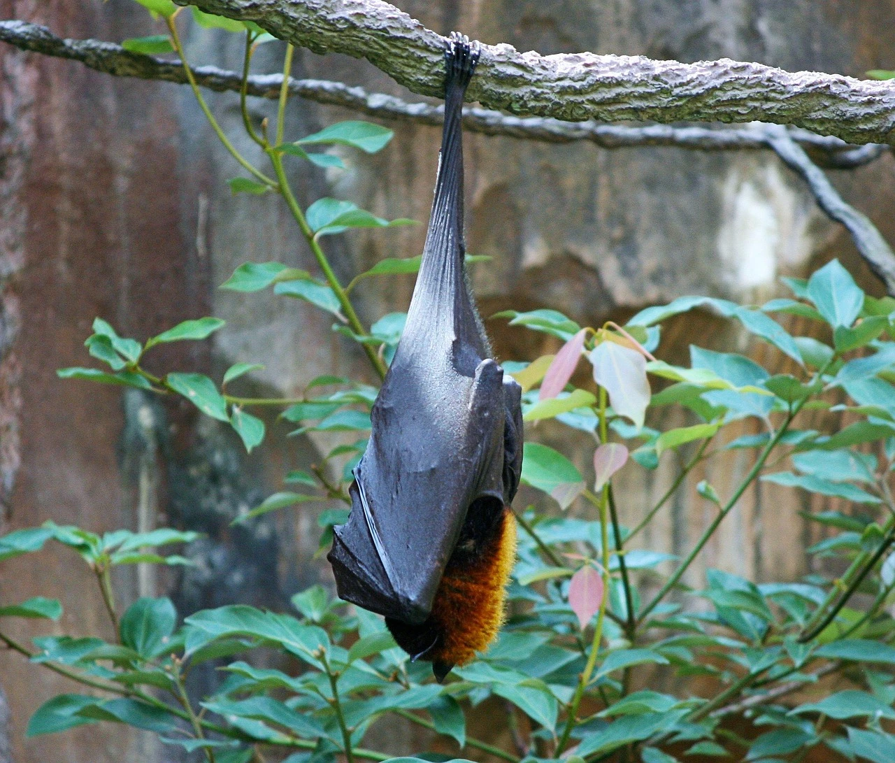 Bats in the House
