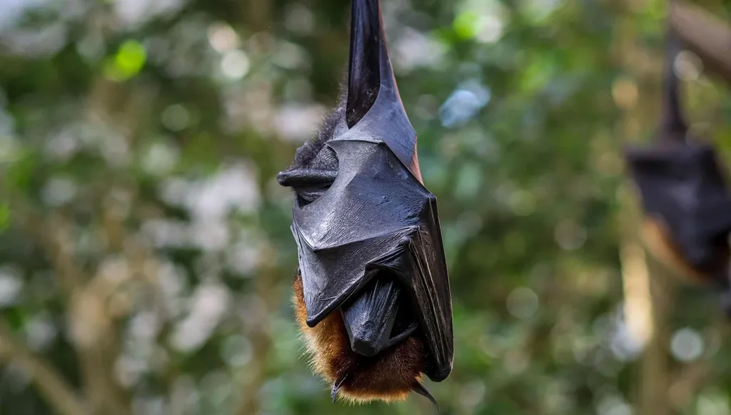 myths about bats