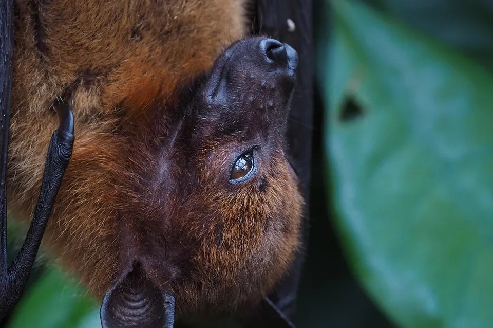 Bat Removal