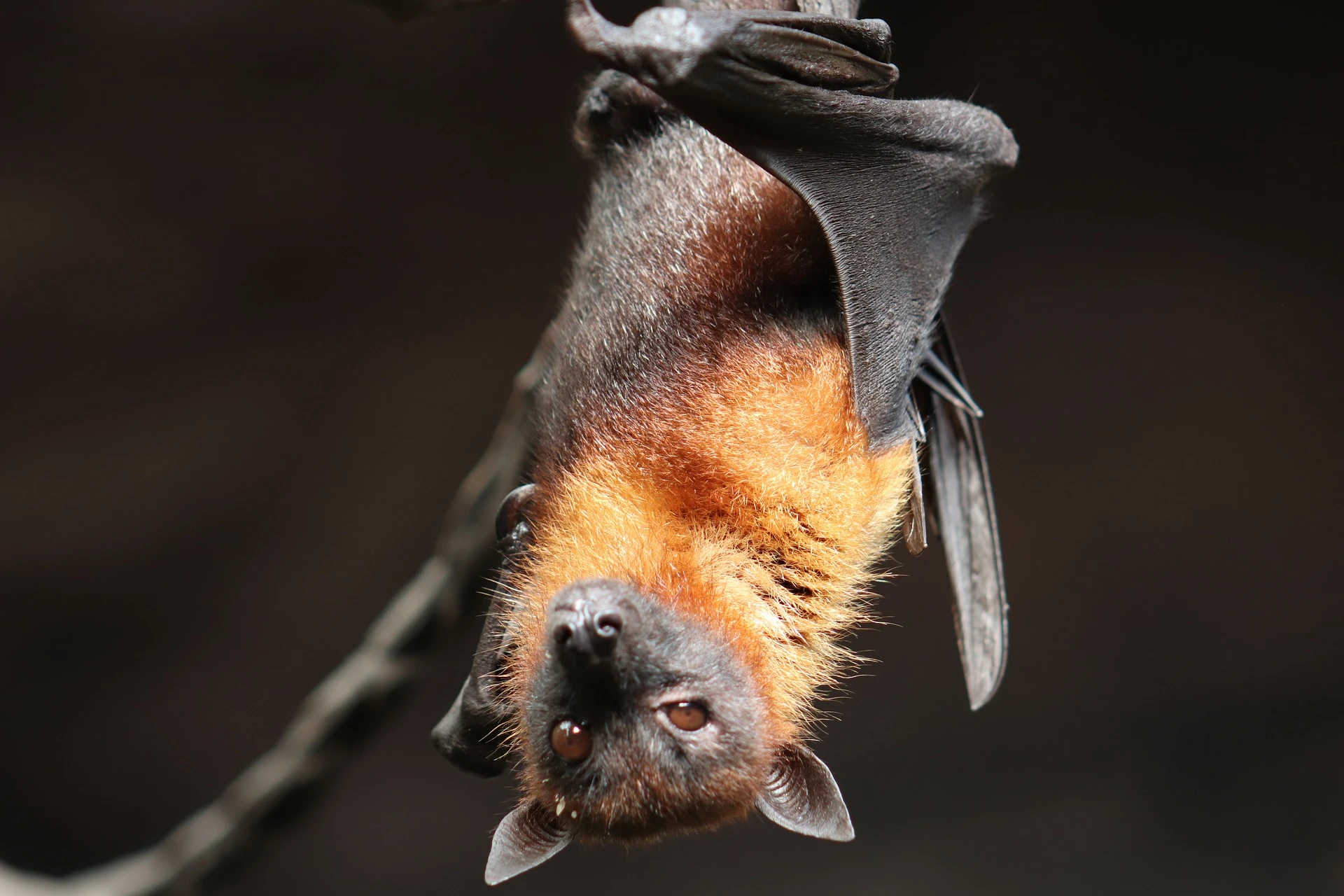 are bats intensifying the novel coronavirus